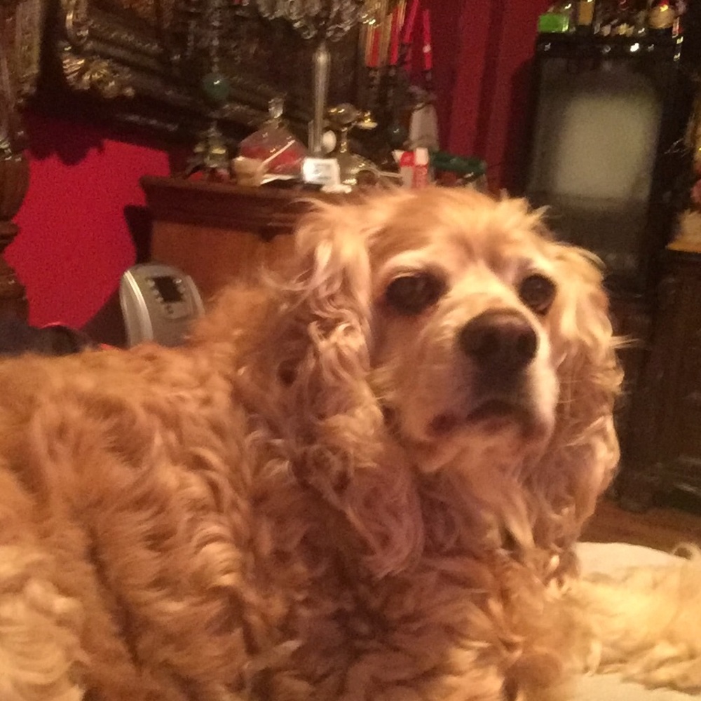 Meet your Posher, Jose